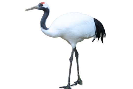 Red-crowned crane Isolated on a Transparent Background PNG	
