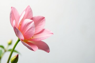 Fototapeta premium Delicate flower petals unfolding on a pristine white background, delicate texture, elegance, flowers
