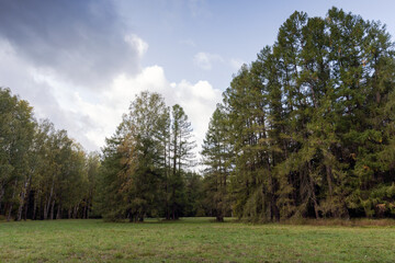 A tranquil forest scene featuring tall green trees and a meadow
