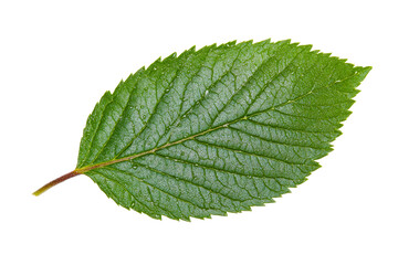 Obraz premium Green leaf with water droplets, nature botany details, cut out transparent