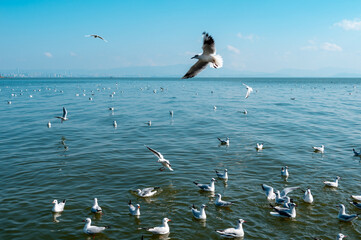 Numerous seagulls on the shores of the lake
