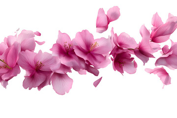 Delicate Pink Cherry Blossoms Flowing in Serene Natural Beauty