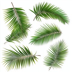 Generic Tropical Palm View Shadows Soft Leaves Background.