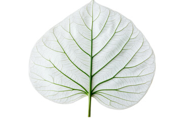 Fototapeta premium White heart-shaped leaf with green veins, intricate details, cut out transparent