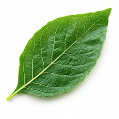 Generic Realistic Green View Background. Detailed Leaf