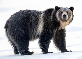 Obraz premium Bear on white. Sitting bear on a white background. Bear walking. Big brown bear isolated.