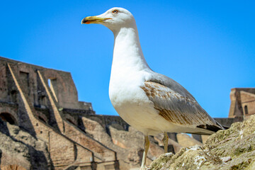 Seagull at the Colosseum in Rome, Italy 