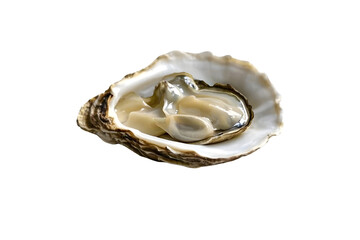 oyster seafood isolated on transparent background