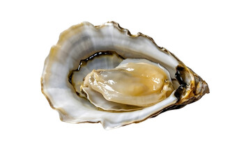Naklejka premium oyster seafood isolated on transparent background