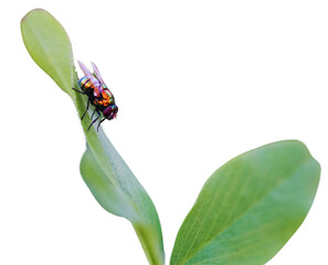 House fly sitting on a green leaf Isolated on a Transparent Background PNG	
