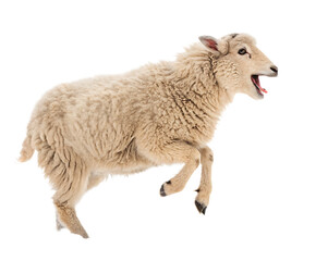A sheep with its mouth open isolated on a white background jumping up