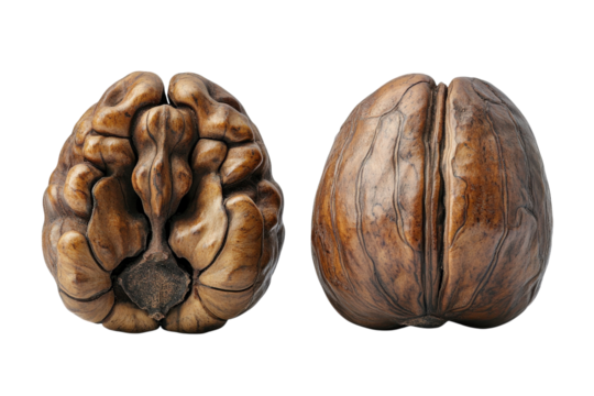 A Walnut Shells Intricate Brain-like Structure Revealed, Showcasing Natures Artistry In Rich Brown Tones Against A Clean White Backdrop Isolated on Transparent Background