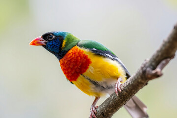 Obraz premium Vibrant Gouldian Finch Perched on a Tree Branch, Showcasing Its Brilliant Colors and Delicate Plumage in a Serene Natural Setting