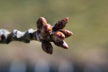 Flower buds of a tree in spring.
