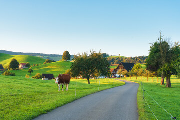 Fototapeta premium Rustic village with cow and lush green rolling hill in the morning at Switzerland