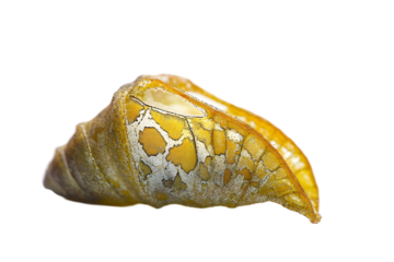 Delicate butterfly chrysalis with intricate golden texture