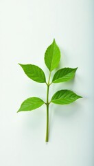 Fototapeta premium Small green plant on plain white background with subtle light, leafy, plant, foliage