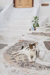 A cute white tabby cat with green eyes lying on stone stairs looking to the right in Fira, island of Santorini, Greece. In the background we can see white steps, a light wooden door and a green plant