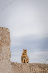 A cute fat brown tabby cat, looking straight down, sitting in the middle of stone L-shaped wall of an abandoned house, with cloudy blue sky in the background with negative space, in Santorini, Greec