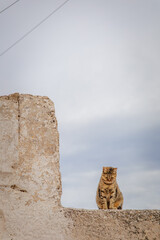 A sad cute fat brown tabby cat, looking down, sitting on the right of stone L-shaped wall of an abandoned house, with a cloudy blue sky in the background with negative space, in Santorini, Greece .