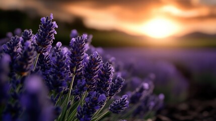 Fototapeta premium Lavender field at sunset. Lush purple blooms under warm golden light