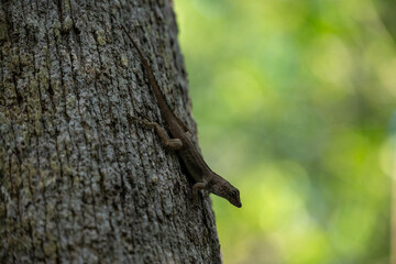 Lizard climbing a textured tree trunk in a vibrant forest during sunlight with blurred green background