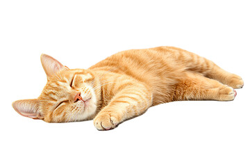 Ginger cat sleeping comfortably, pet resting, domestic animal, cut out transparent
