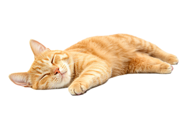 Ginger cat sleeping comfortably, pet resting, domestic animal, cut out transparent