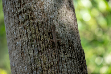 Brown lizard climbing a textured tree trunk in a lush forest during daylight hours highlighting its natural habitat