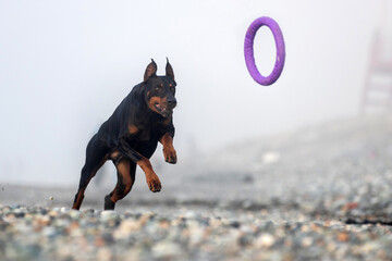 Portrait of a doberman pinscher dog outdoors.