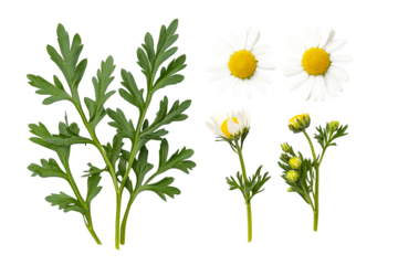 Chamomile elements collection close up on dark background, cut out transparent