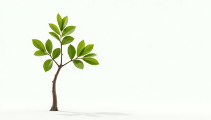 Single young tree, delicate leaves, white backdrop, resource, vibrant