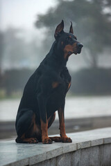 Portrait of a doberman pinscher dog outdoors.