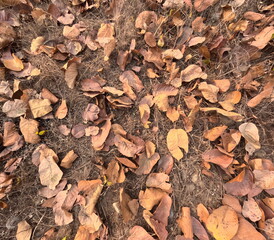A beautiful forest landscape scene with rich and colorful leaves covering a footpath