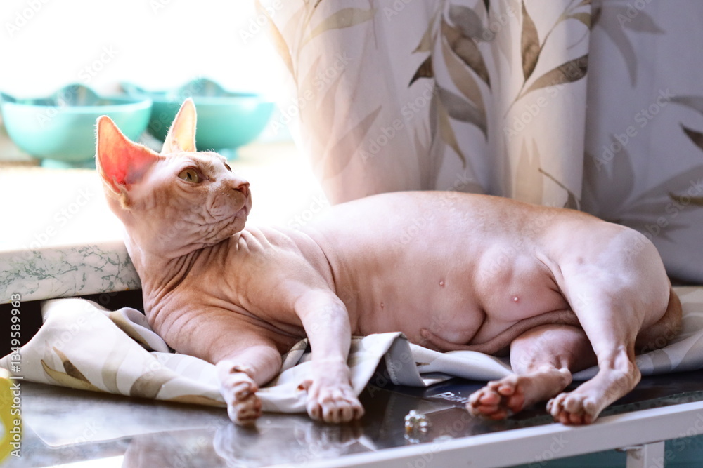 Aufkleber a domestic cat relaxing on a table beside an open window.