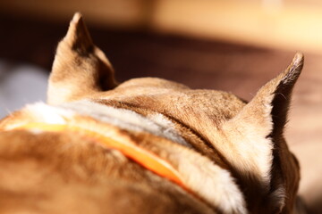 A close-up shot of a dog's ears.