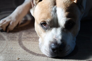 Close-up shot of a dog resting on the floor, possibly exhausted or relaxed.