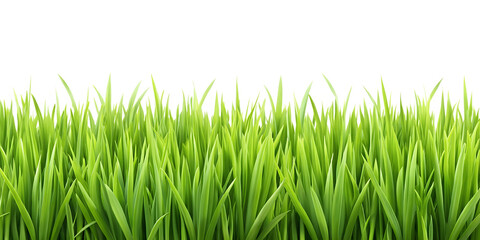 Fototapeta premium green grass isolated with transparent background