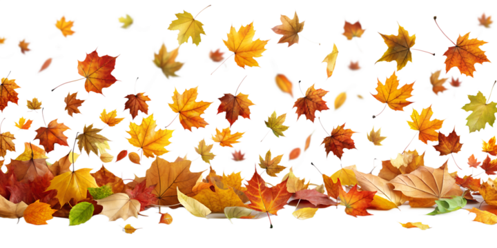 autumn leaves border isolated with transparent background