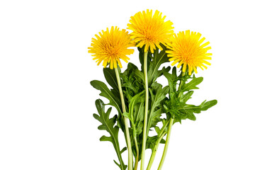 Fresh dandelion flowers on black background, cut out transparent