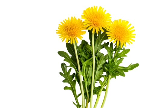 Fresh dandelion flowers on black background, cut out transparent