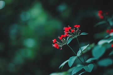 Obraz premium A close-up of vibrant red flowers amidst green foliage, showcasing nature's beauty and the delicate details of plant life.