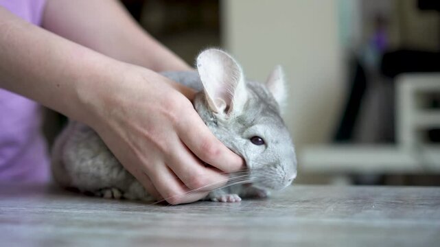 Caressing a chinchilla. Girls hands stroking chinchilla