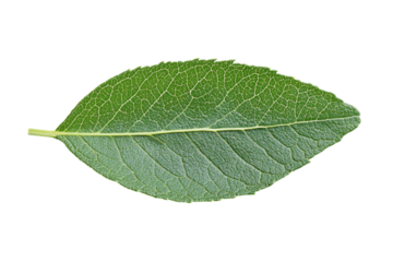 A fresh green leaf representing nature's vibrant beauty showcasing intricate vein details and the elegance of botanical forms on a stark black backdrop.