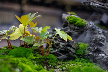 Young delicate plants with vibrant green and yellow leaves growing among moss-covered rocks in a miniature garden setting with mist rising in the background creating a serene atmosphere