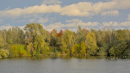 Pool with autumn trees and flock of geese in the flemish countryside.
