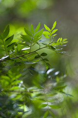 green leaves in the forest, sunbeam on Pistacia lentiscus L, commonly known as lentisk or mastic is a dioecious evergreen shrub or small tree of the genus Pistacia. Sardinia. Italy.