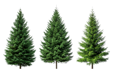 Three lush spruces with detailed needles, isolated on black, cut out transparent