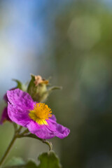 purple flower in the garden, Grey-haired rockrose (Cistus incanus, Cistus creticus), flower, medicinal plant. Sardinia, Italy