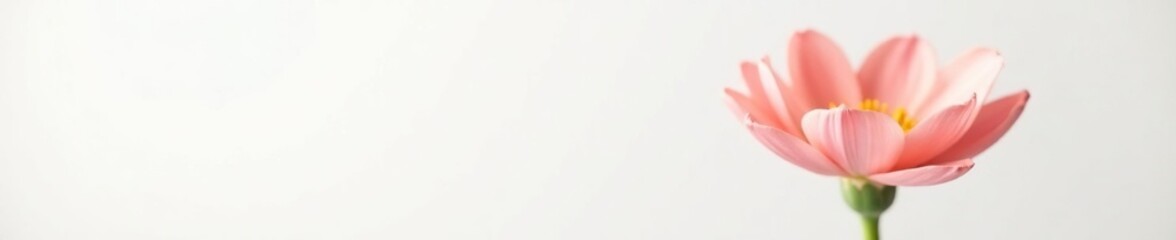 Fototapeta premium Single flower in focus against a plain white backdrop, clarity, backdrop